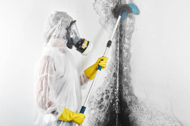 Best Mold Removal for HVAC Installations  in West Alexandria, OH