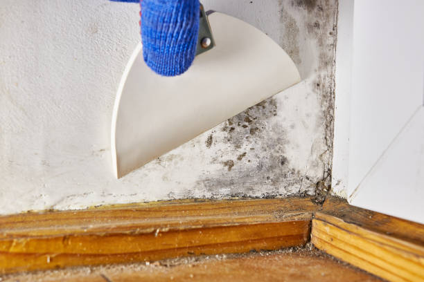 Best Industrial Mold Remediation  in West Alexandria, OH